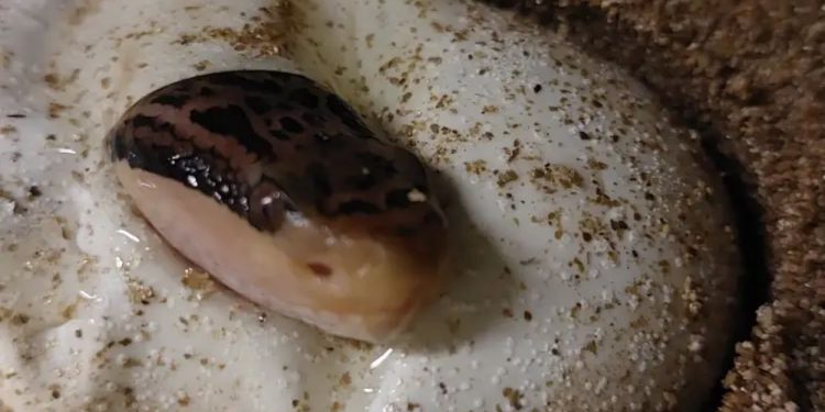 Maior serpente peçonhenta das Américas dá à luz 6 filhotes no Butantan